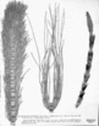 Equisetum telmateia image